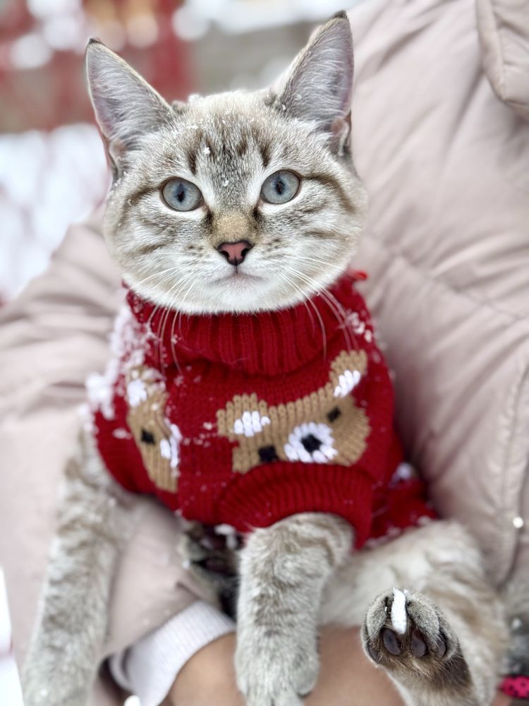 Отдам котенка(кошка)