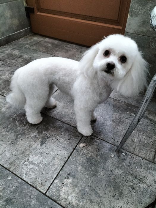 Cosmetica canina
