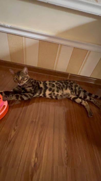 Бенгальская кошка