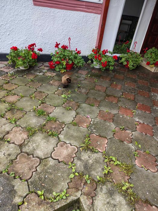 Ofer spre adopție 3 pisicuțe. Cel maroniu și cel alb sunt motănei.