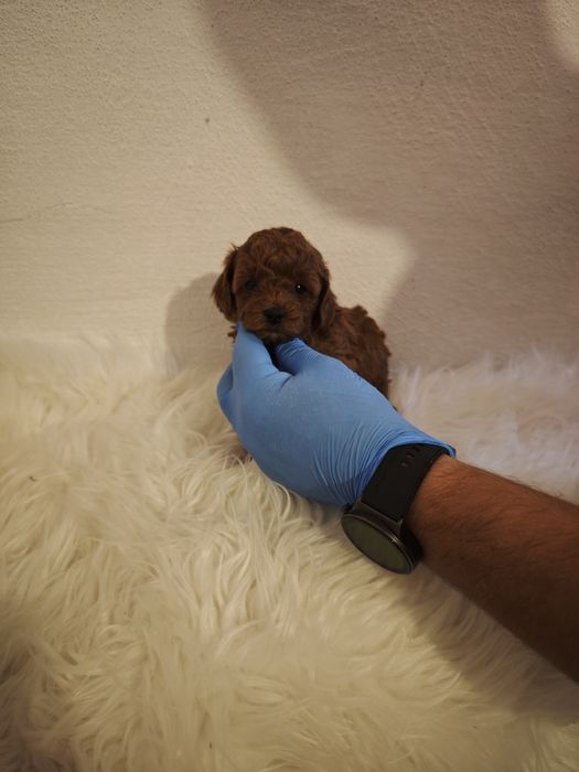 Той пудел/ toy poodle