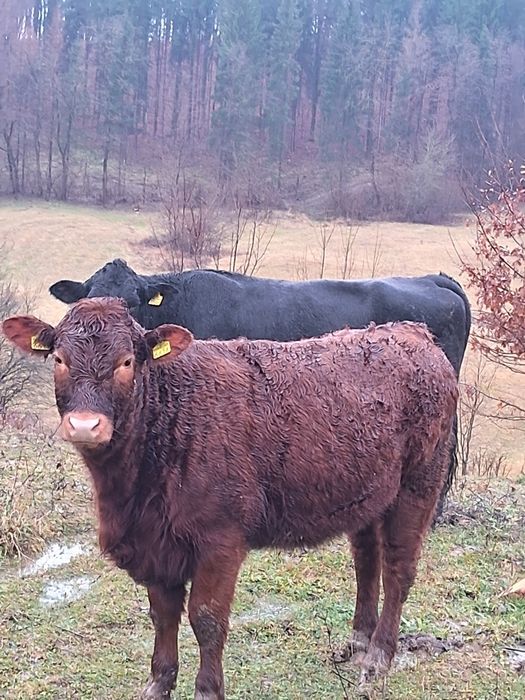 Vând vaci angus și juninci