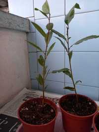 Дафинов лист,Гинко билоба,Asimina triloba и екзотични семена