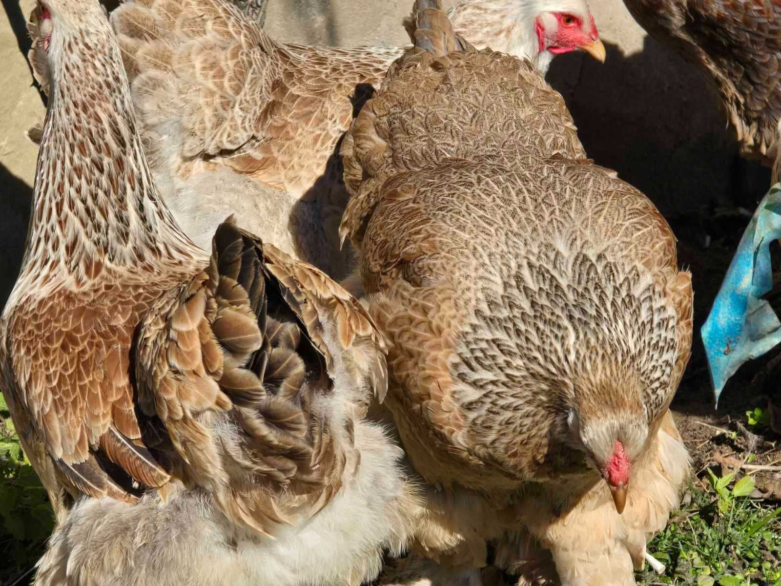 Продавам разплодни яйца от Сьомгова брама/Salmon Brahma