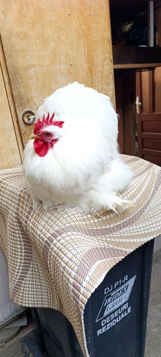 Cocos cochinchina pitic alb 2025