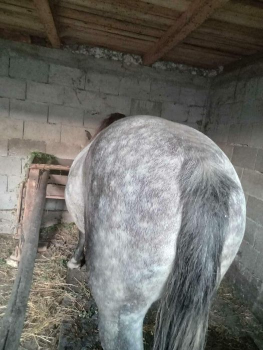 Vânzare un cal castrat