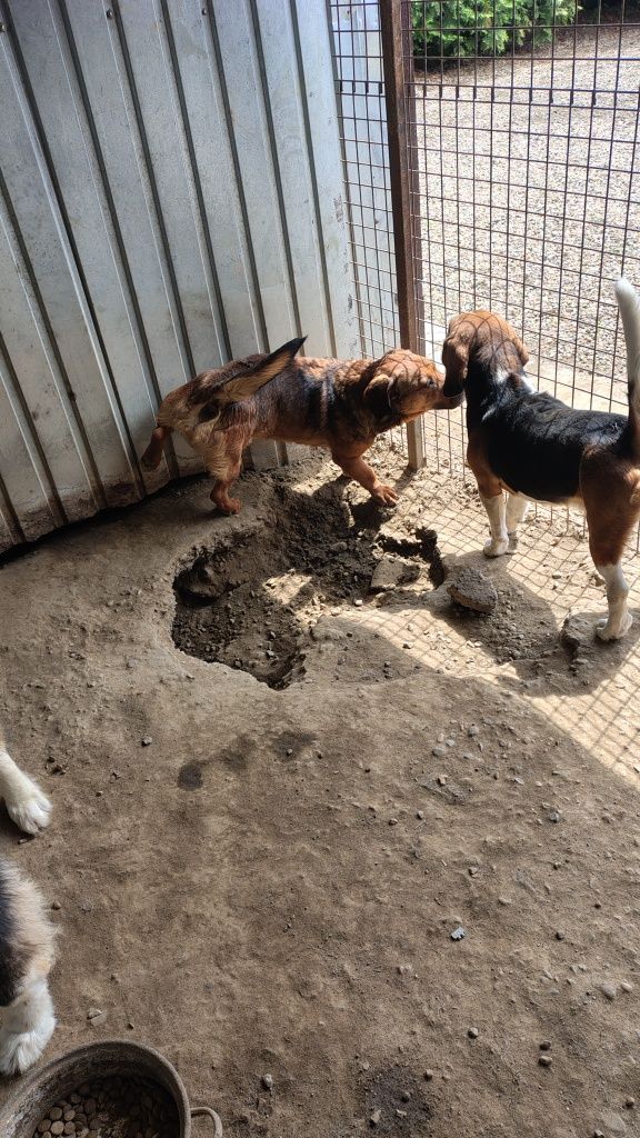 Ofer spre adopție Beagle