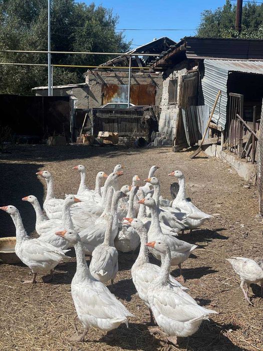 домашние гуси хорошие