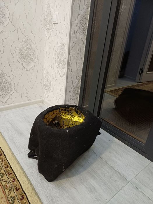 Genra laceti stel gazga mos