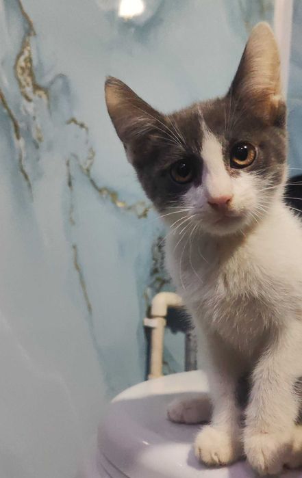 «Котята 3 месяца — ищут своих людей»