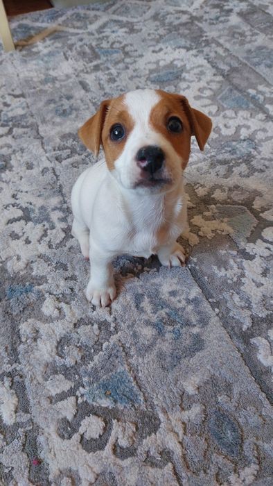 Джек рассел терьер , кобель, 1,5 месяца.