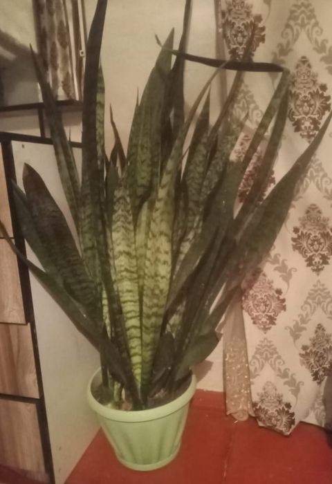 Продам . Срочно по доступной цене.