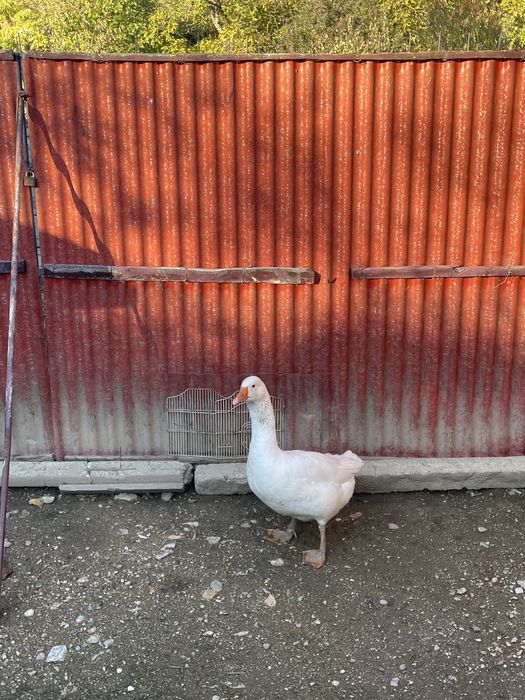 Vand gâscan de anul acesta