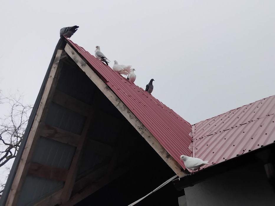 Porumbei  de vanzare doar impreuna