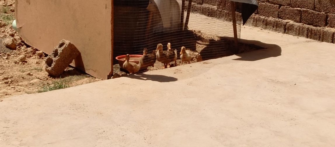 Oʻrdak sotiladi 2.oyli