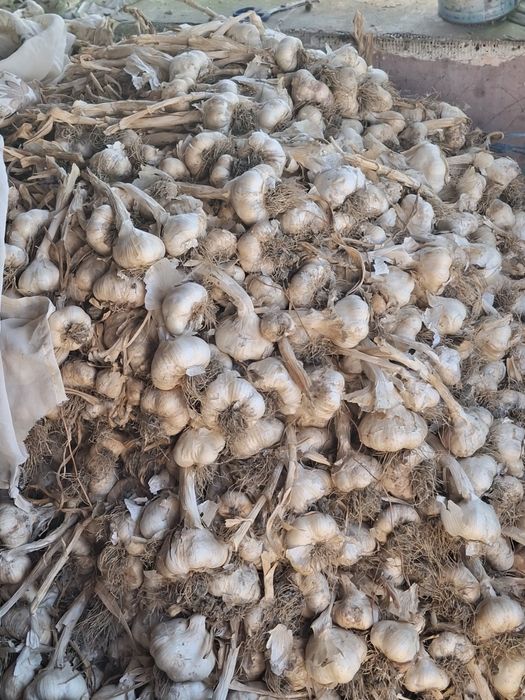 Usturoi de sămânță