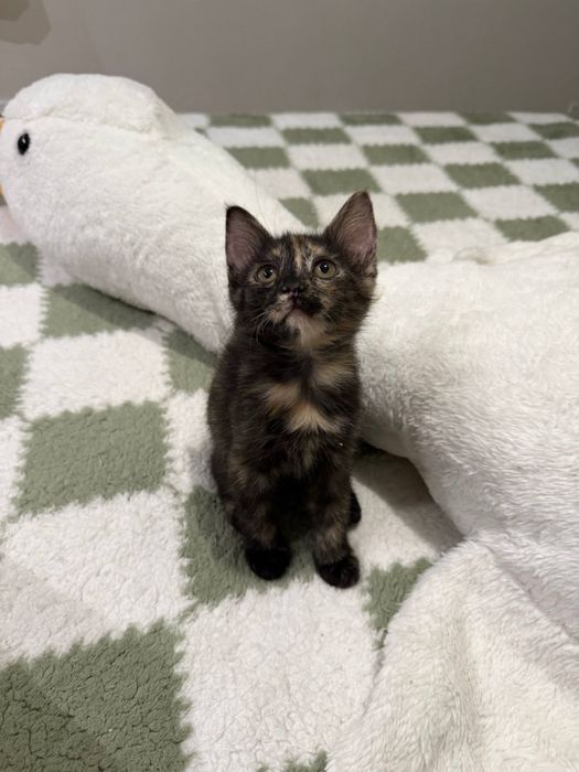 Ищет семью малышка Пеппа