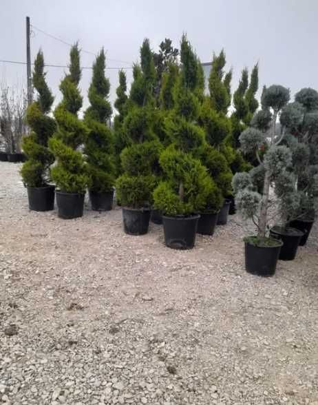 Plante Ornamentale Oriunde in tara calitate extra