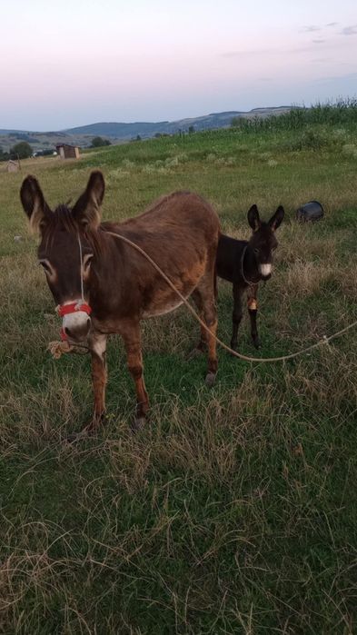 Vând oi bune pe alese