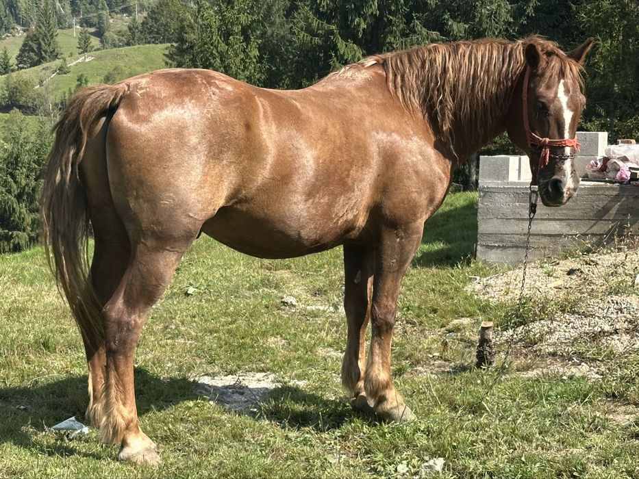 Cal de vanzare pentru lucru