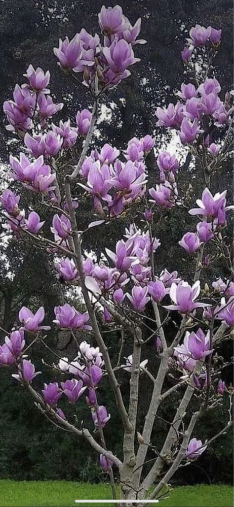Magnolia grandiflora tufă