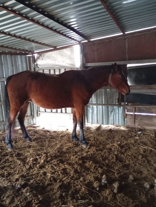 Продам лошадь, 5 лет