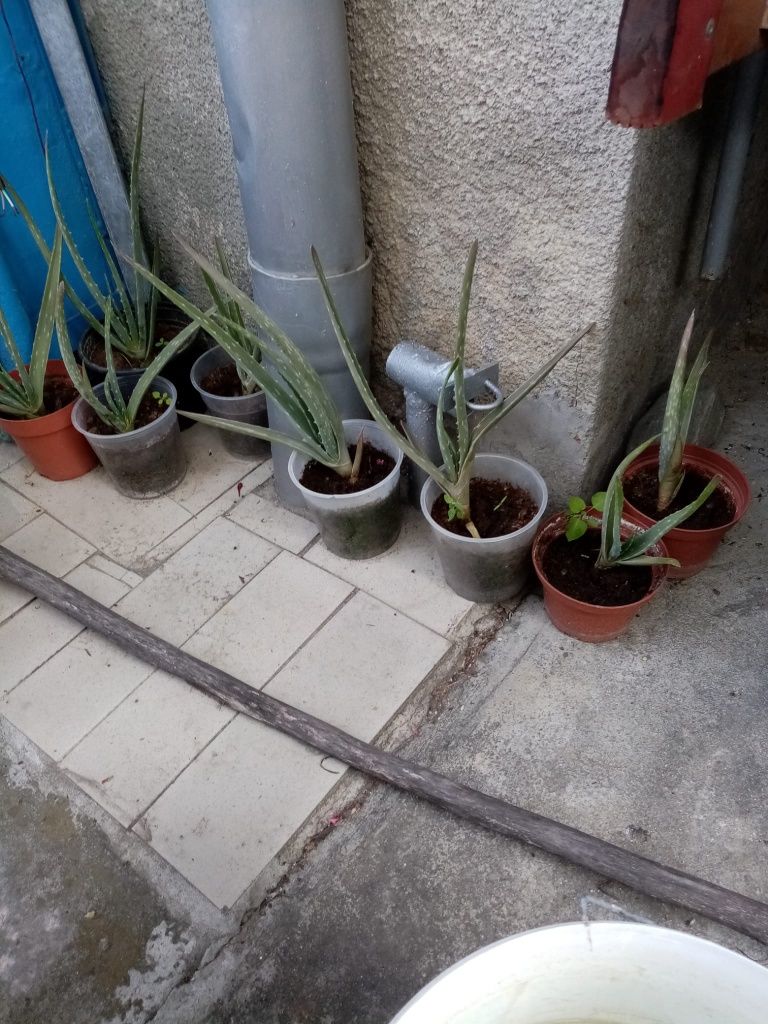 Vand flori de casa