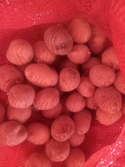 Продам картофель