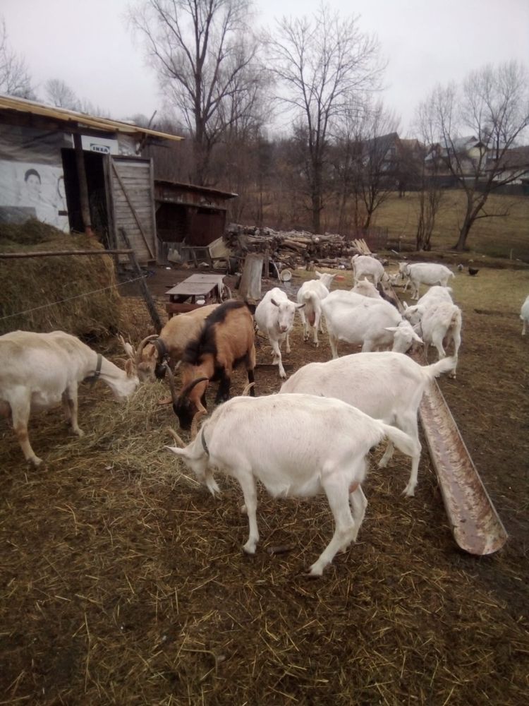 Capre saaneen de vanzare sau schimb cu vaci