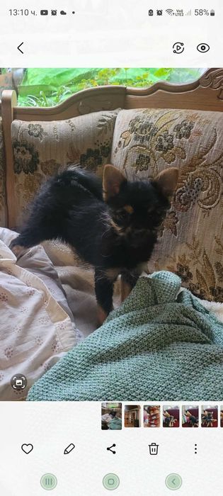 Майка Йоркширски териер с родословие, баща Померан