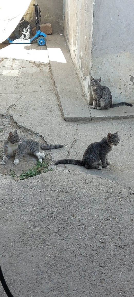 Бесплатно  котята