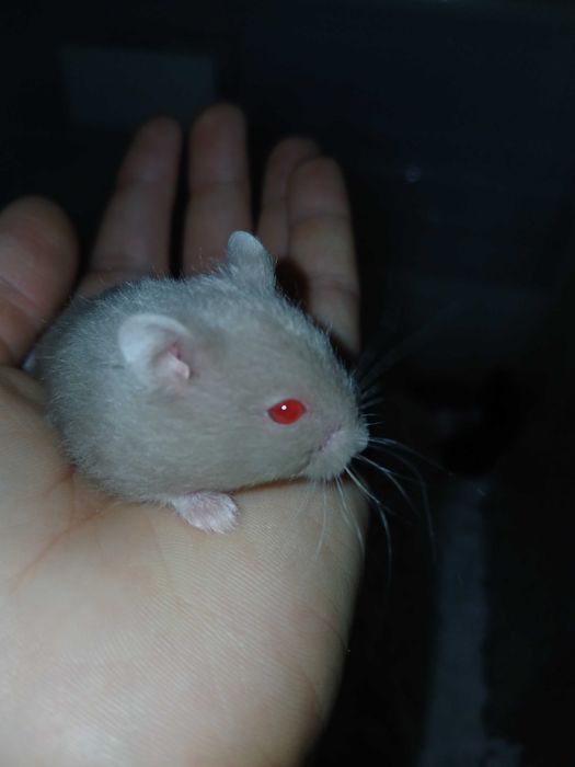 Hamsteri de vanzare.
