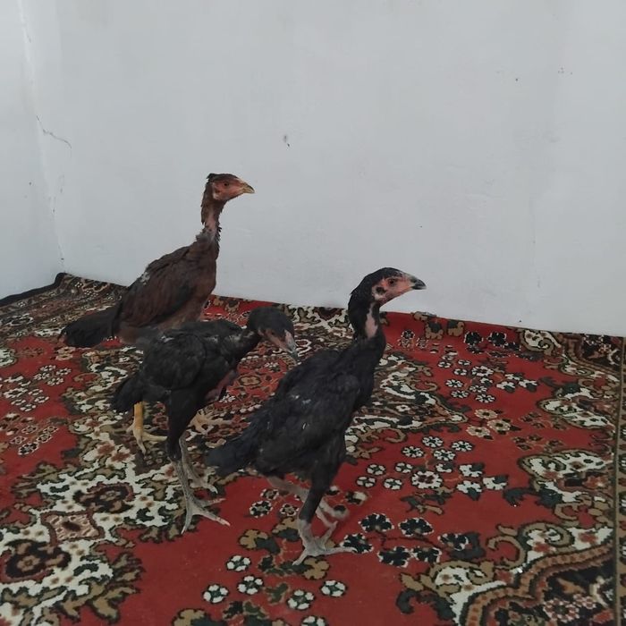 Продается цыплята бойцовские