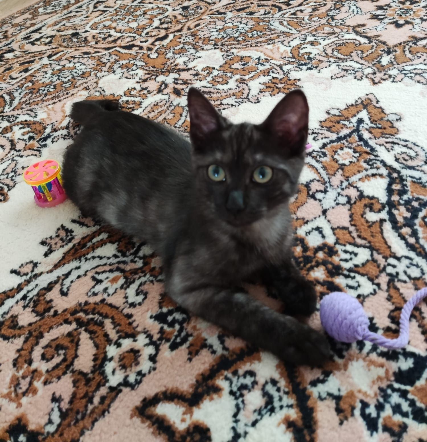Котенок девочка в добрые руки