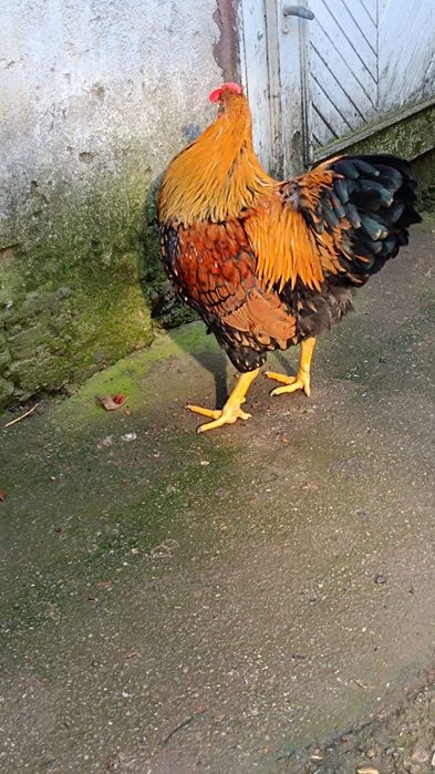 Cocoș wyandotte gsg