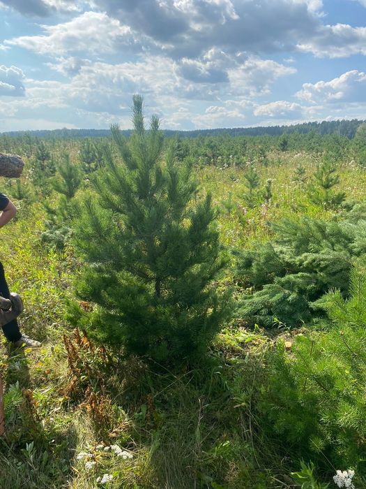 Сосна новогодняя, ель, пихта, саженцы