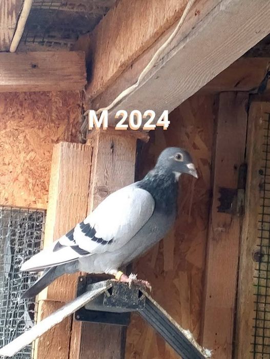 Masculi voiajor sport