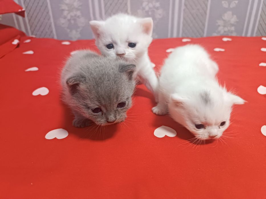 Продается котята скотч фолд