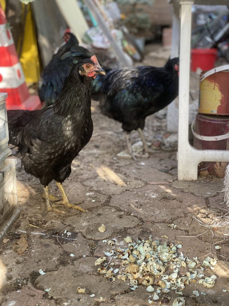 Australorp pereche, cocos + gaina.