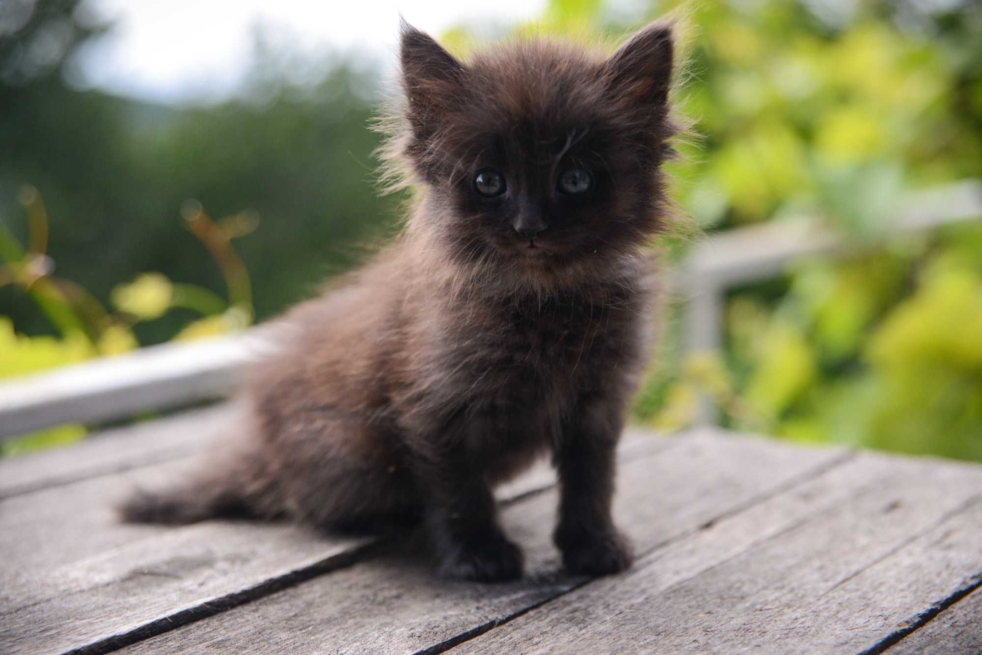 Котёнок (девочка)