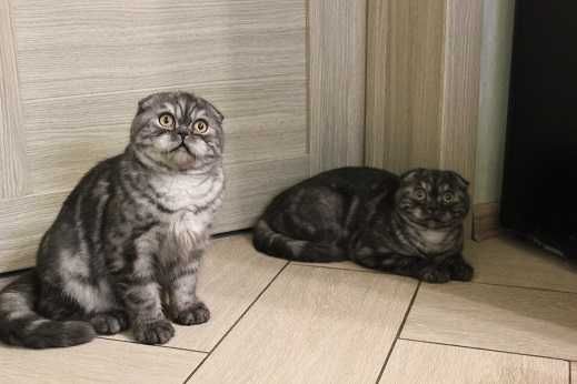 Плюшевые котики Скоттиш Фолд