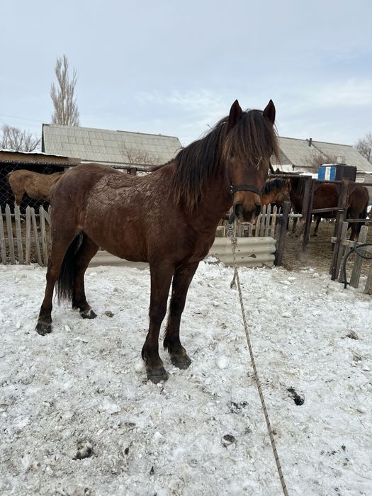 Жеребец племенной