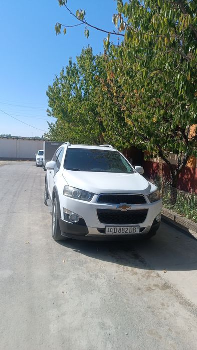Arzon captiva  bor