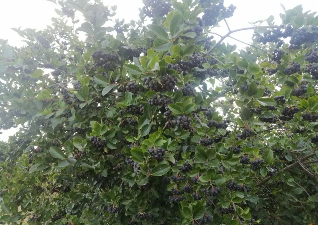 Aronia nero în vârstă de 3 ani