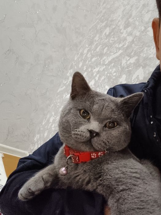 Mushuk britiancky kalta sochli