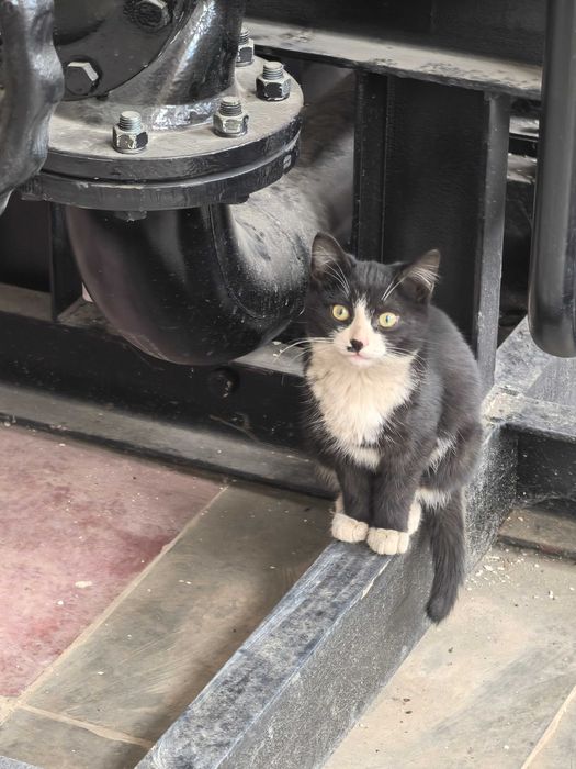 Котята и мама кошка ищут дом.