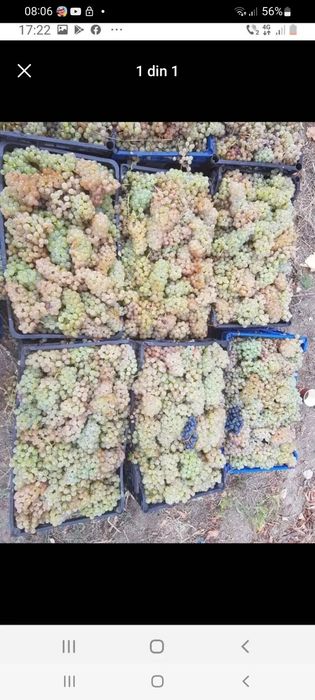STRUGURI DE VIN – Recolta 2025