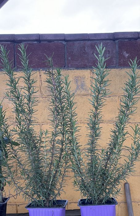 Розмарин Лекарственный кусты