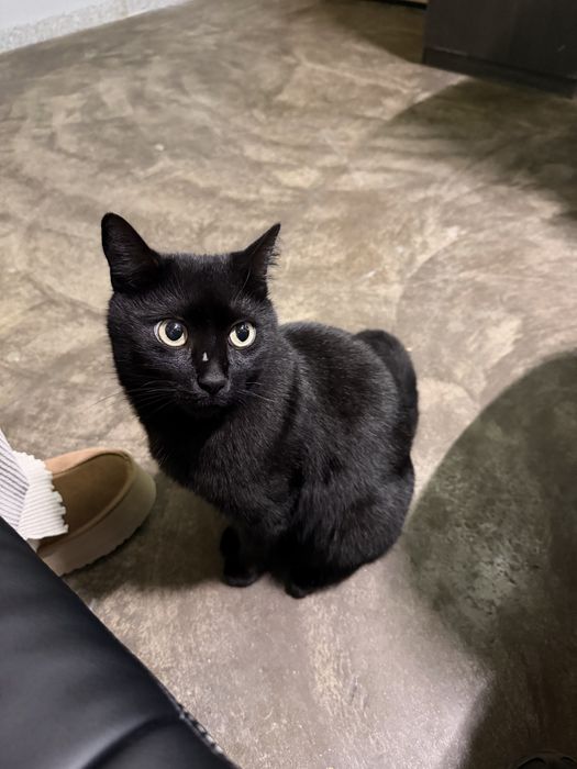 Подаряваме много добро и гальовно коте