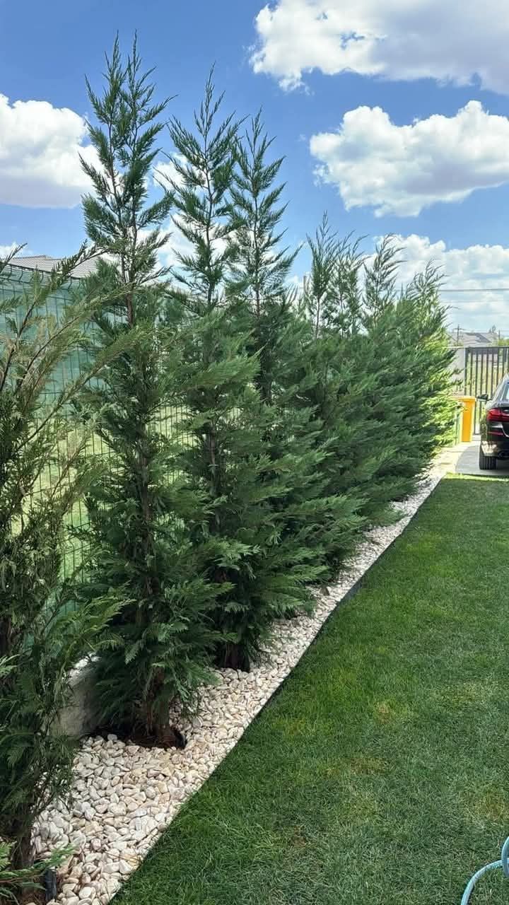 Chiparos leylandii  100 ron